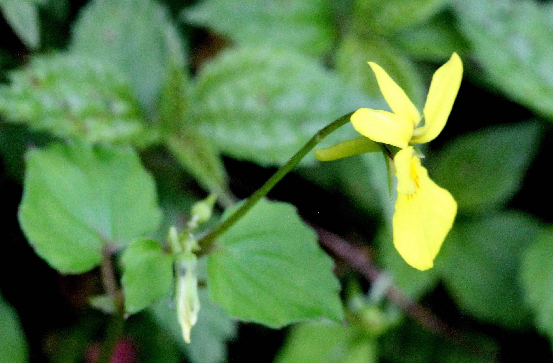 Viola wallichiana — Violaceae