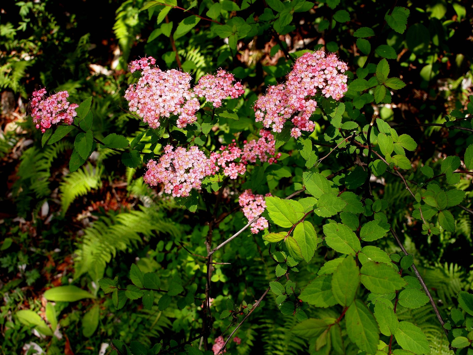 Spiraea bella — Rosaceae