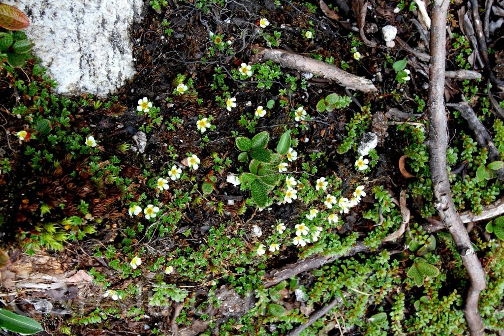 Sikkim2011 285