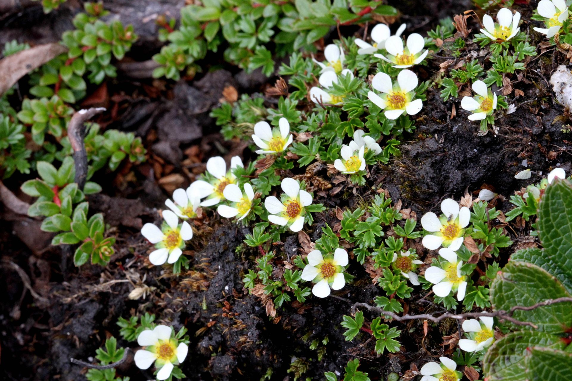 Chamaecallis perpusilloides — Rosaceae
