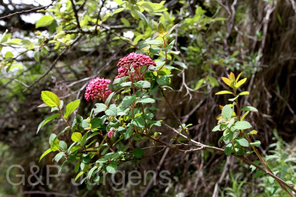 Sikkim2011 38