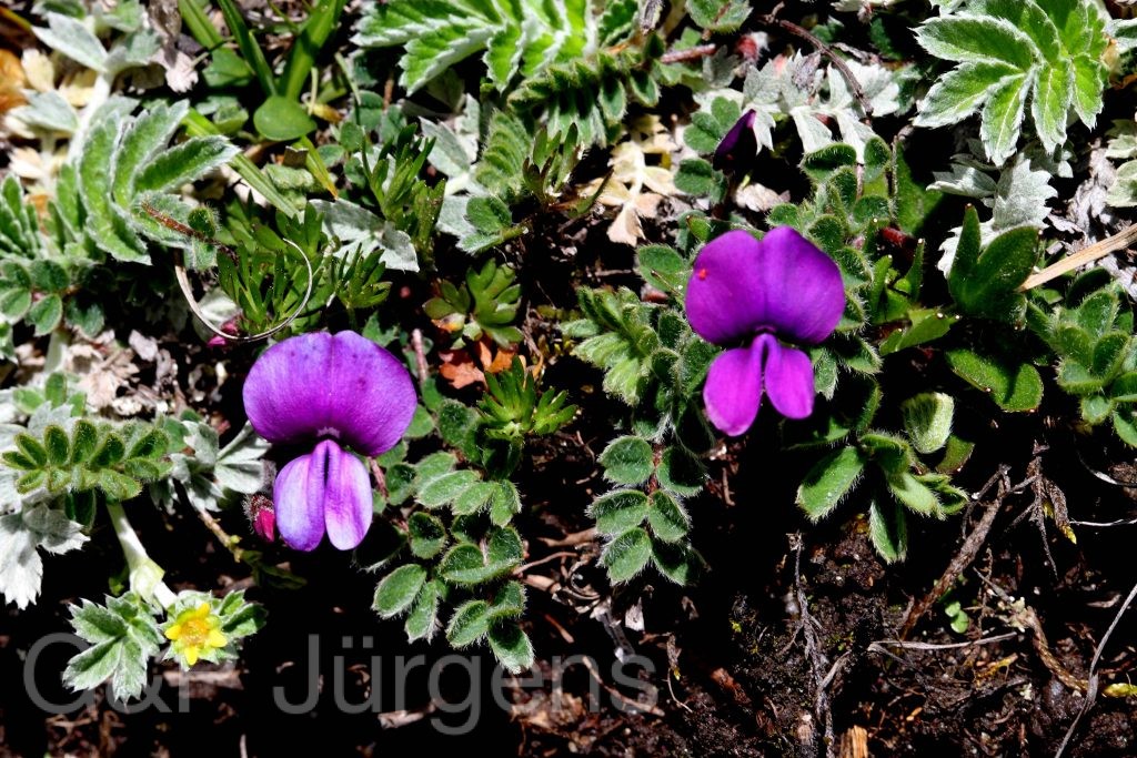 Sikkim2011 44