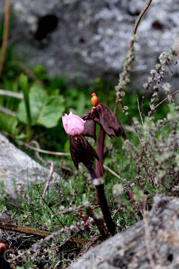 Sikkim2011 57