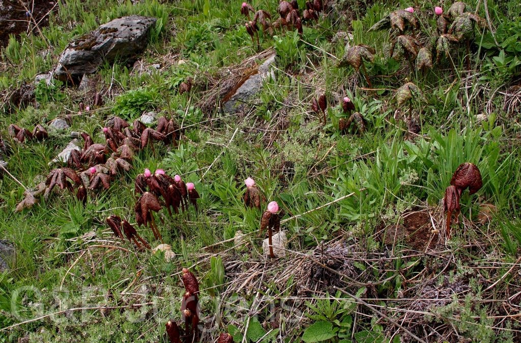 Sikkim2011 70