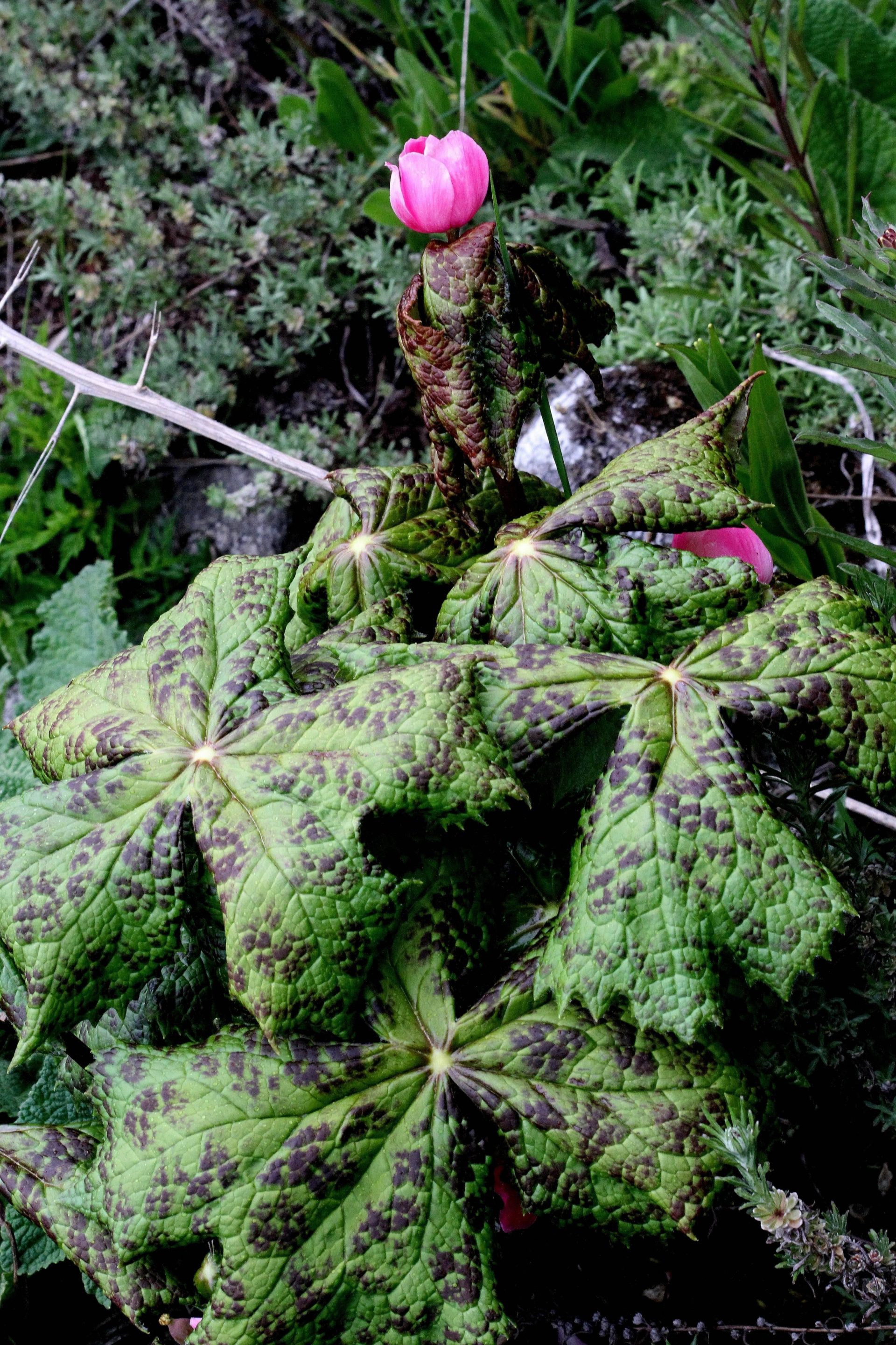 Podophyllum hexandrum — Berberidaceae