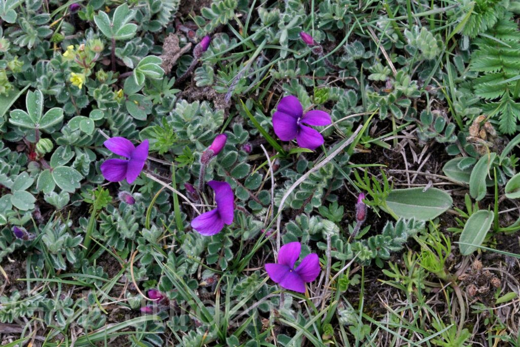 Sikkim2011 78