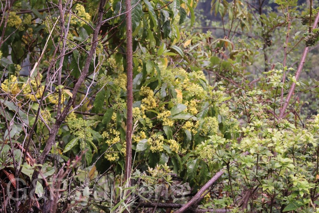 Bhutan2014 26