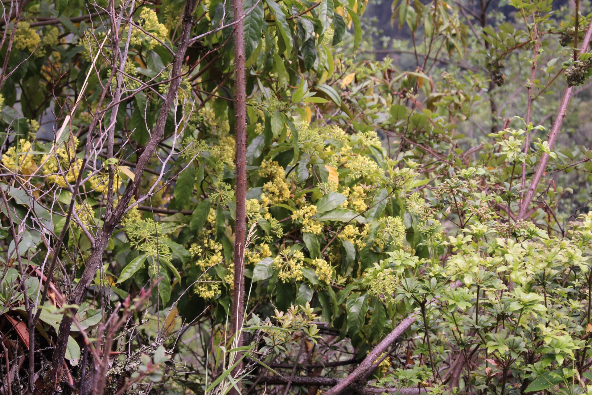 Pittosporum napaulense — Pittosporaceaea
