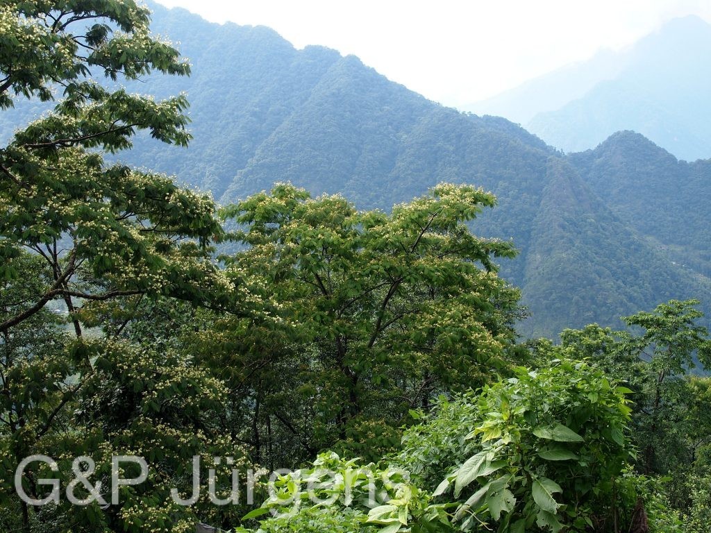 Sikkim2011 12