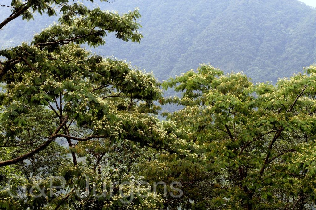 Sikkim2011 13