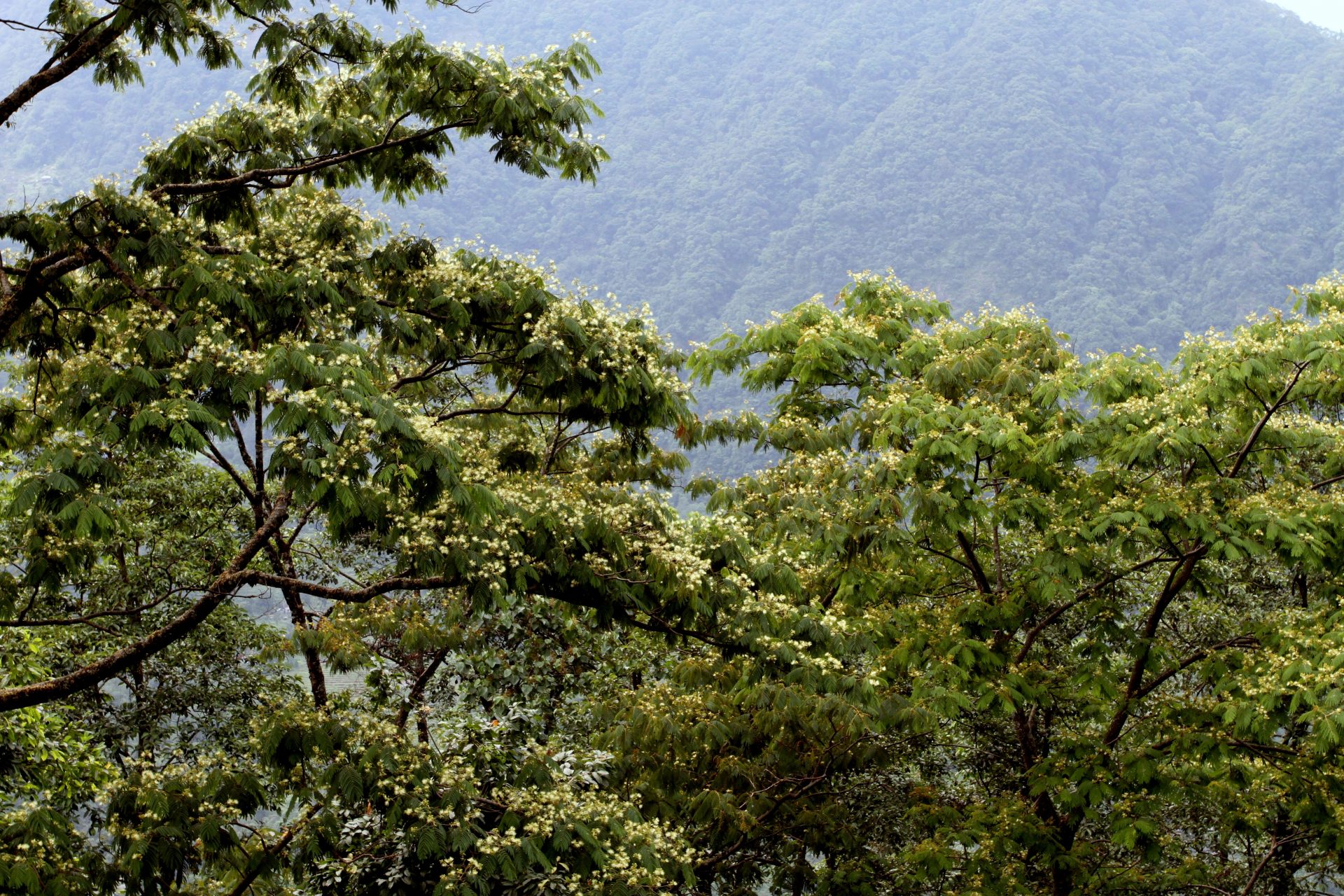 Albizia odoratissima — Fabaceae