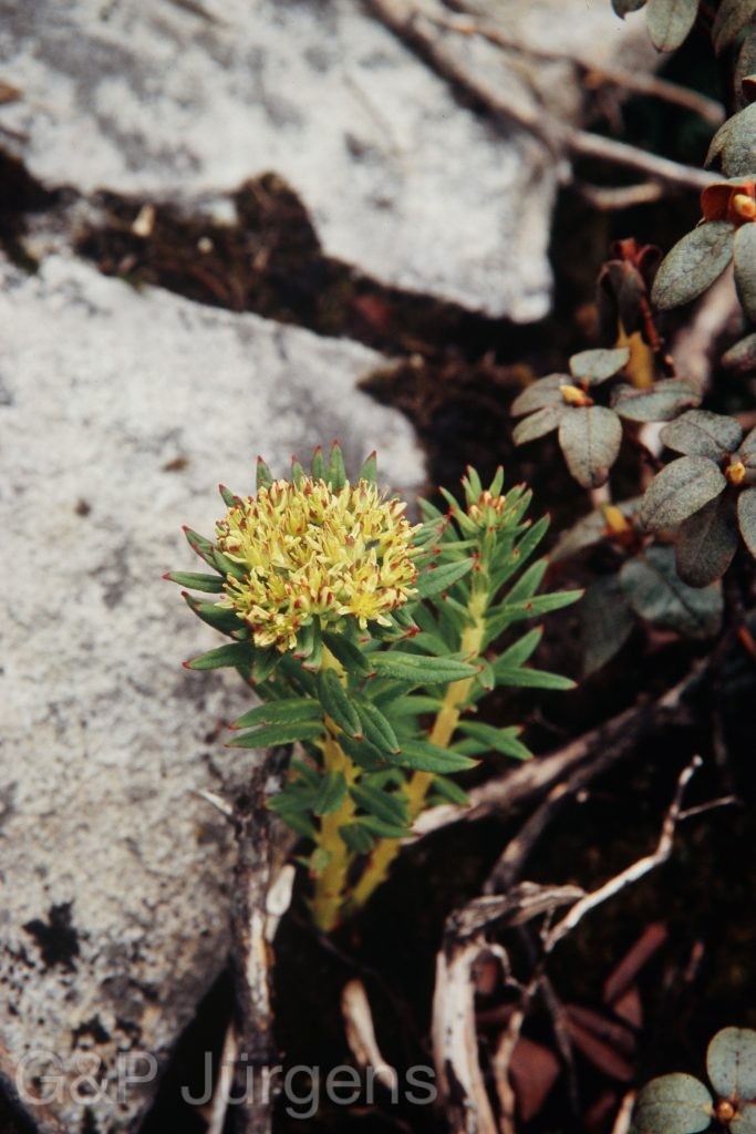 Bh09 103 P181