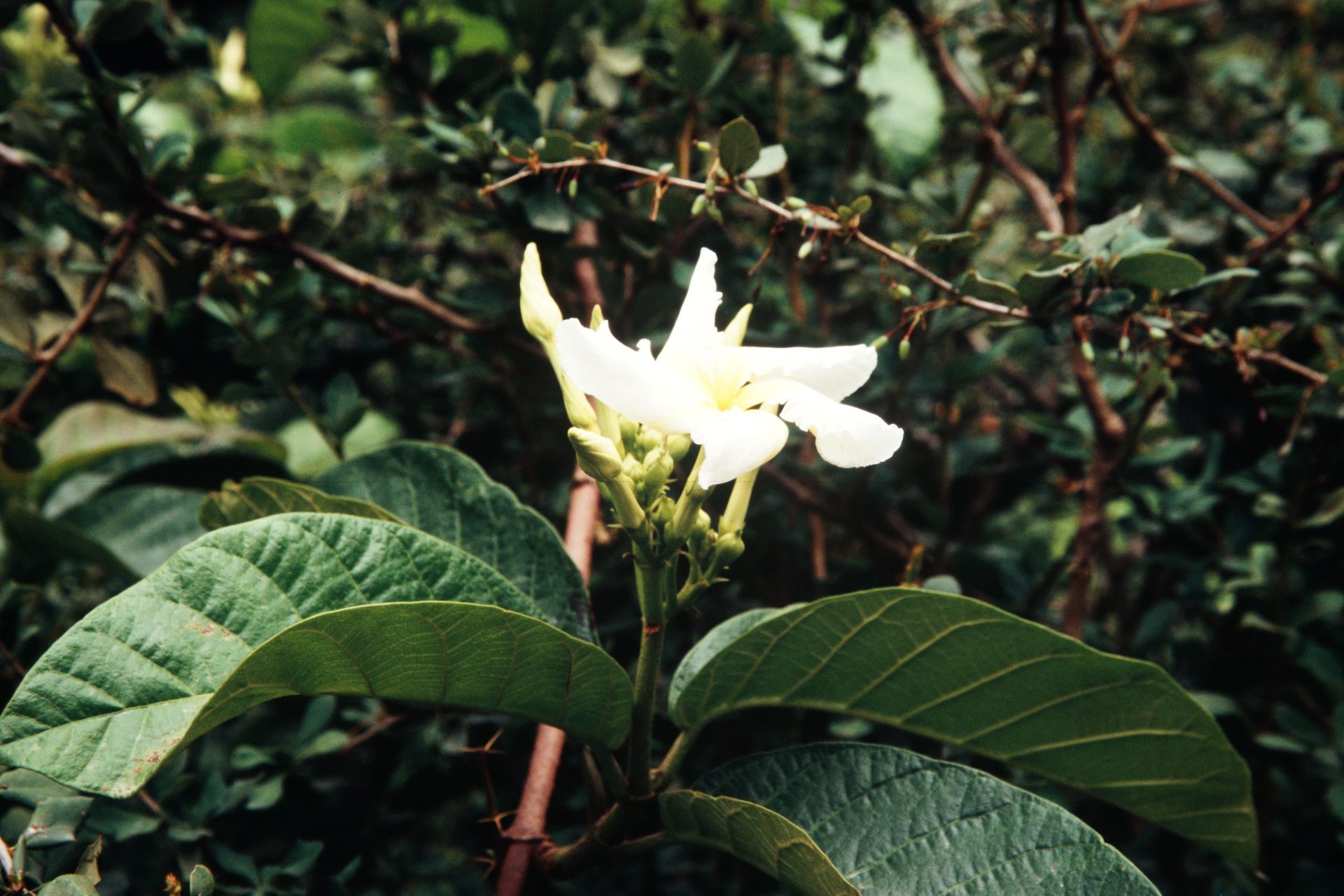 Chonemorpha fragrans — Apocynaceae