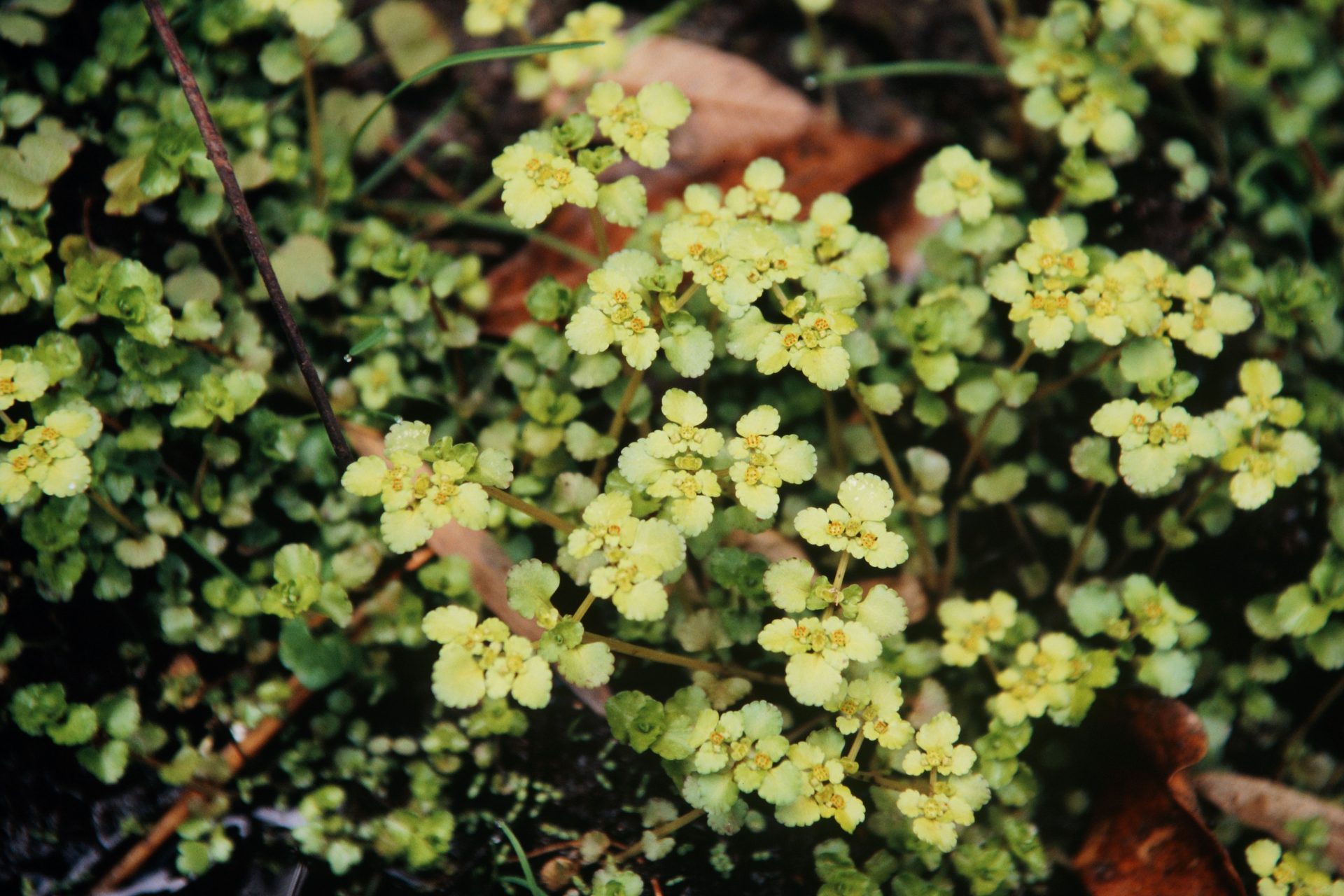 Chrysosplenium nepalense — Saxifragaceae
