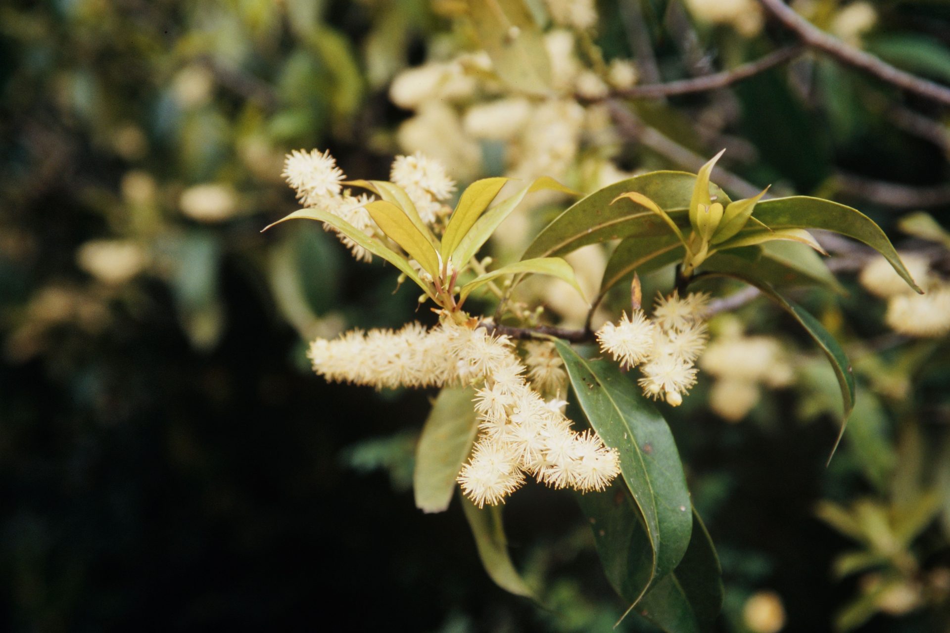 Symplocos sumuntia — Symplocaceae
