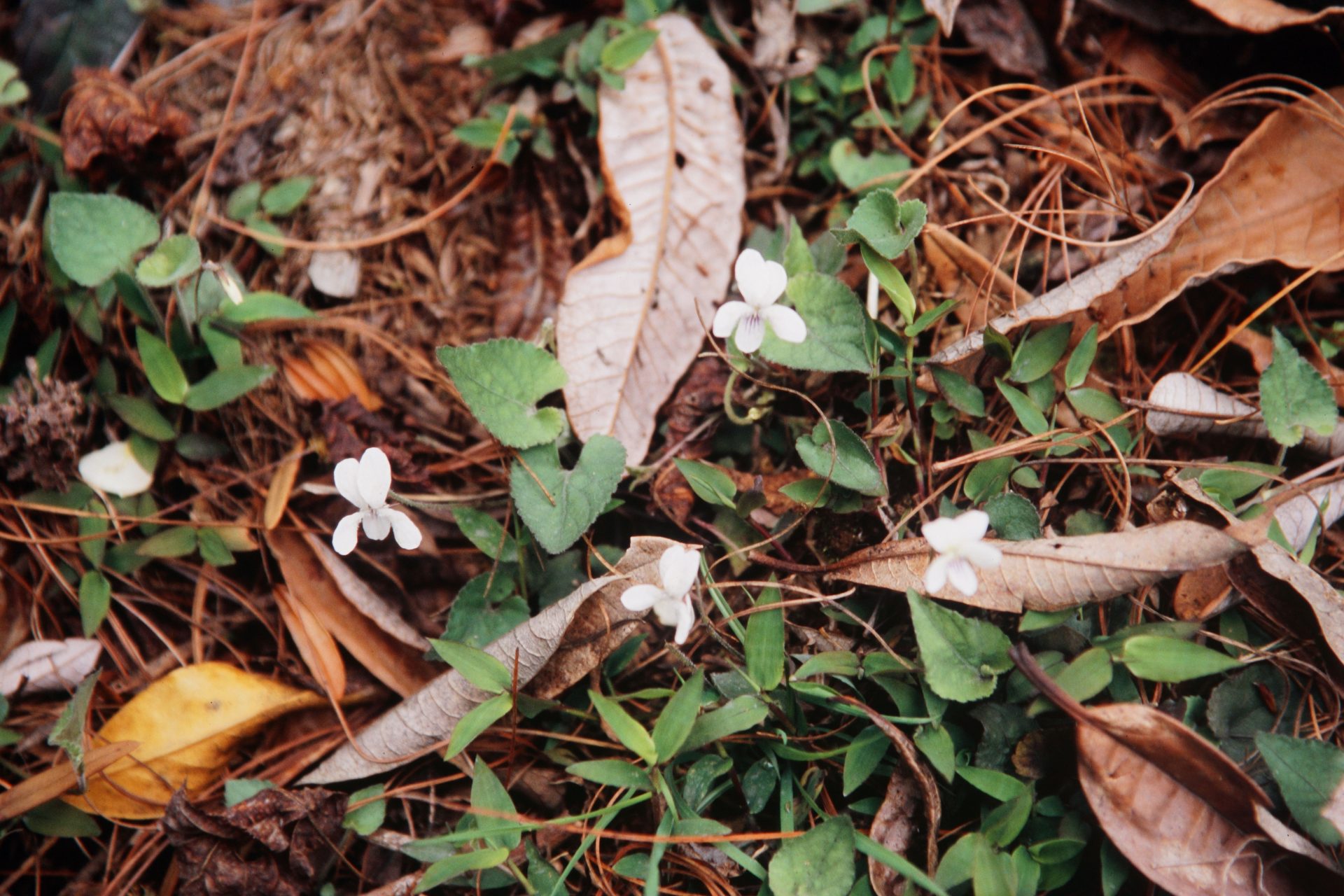 Viola hamiltoniana — Violaceae
