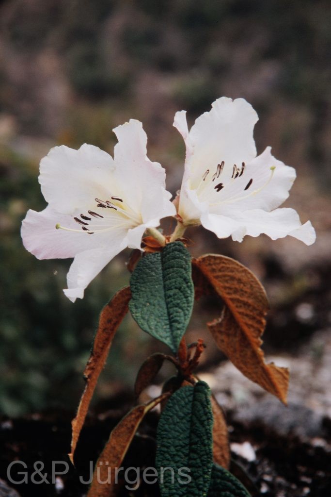Bh2008 159 P260