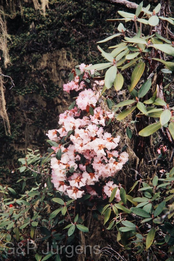Bh2008 224 P355