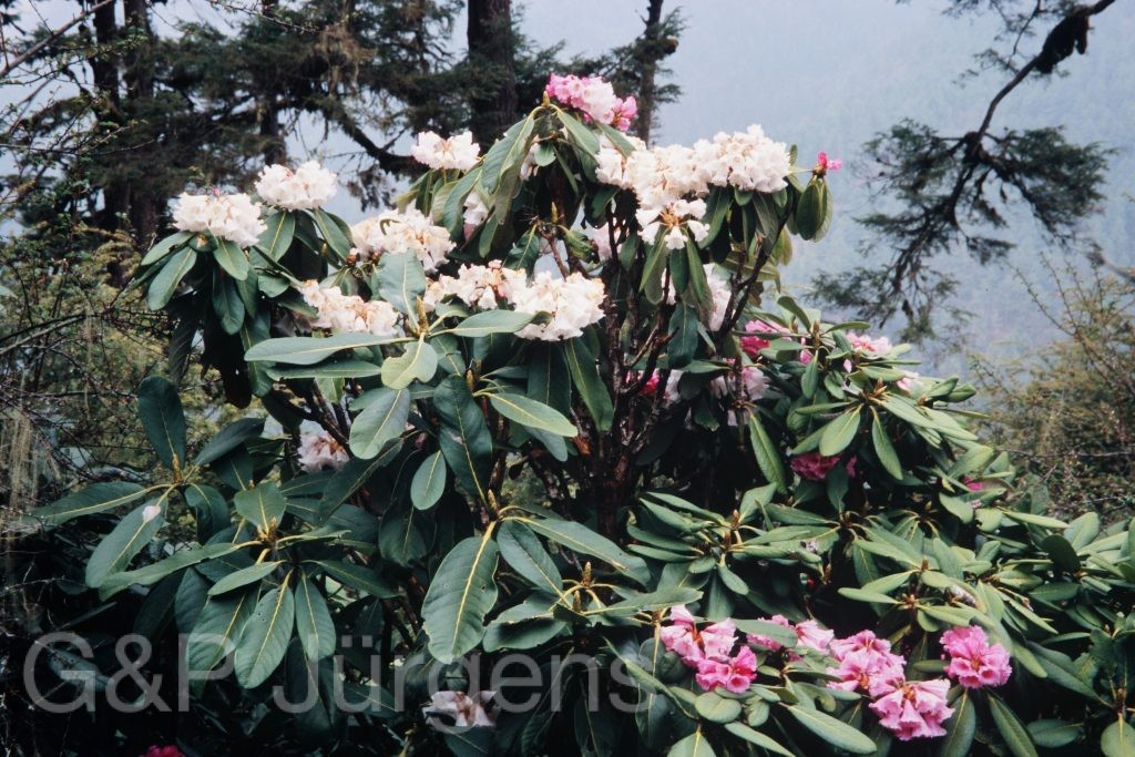 Bh2008 227 P359