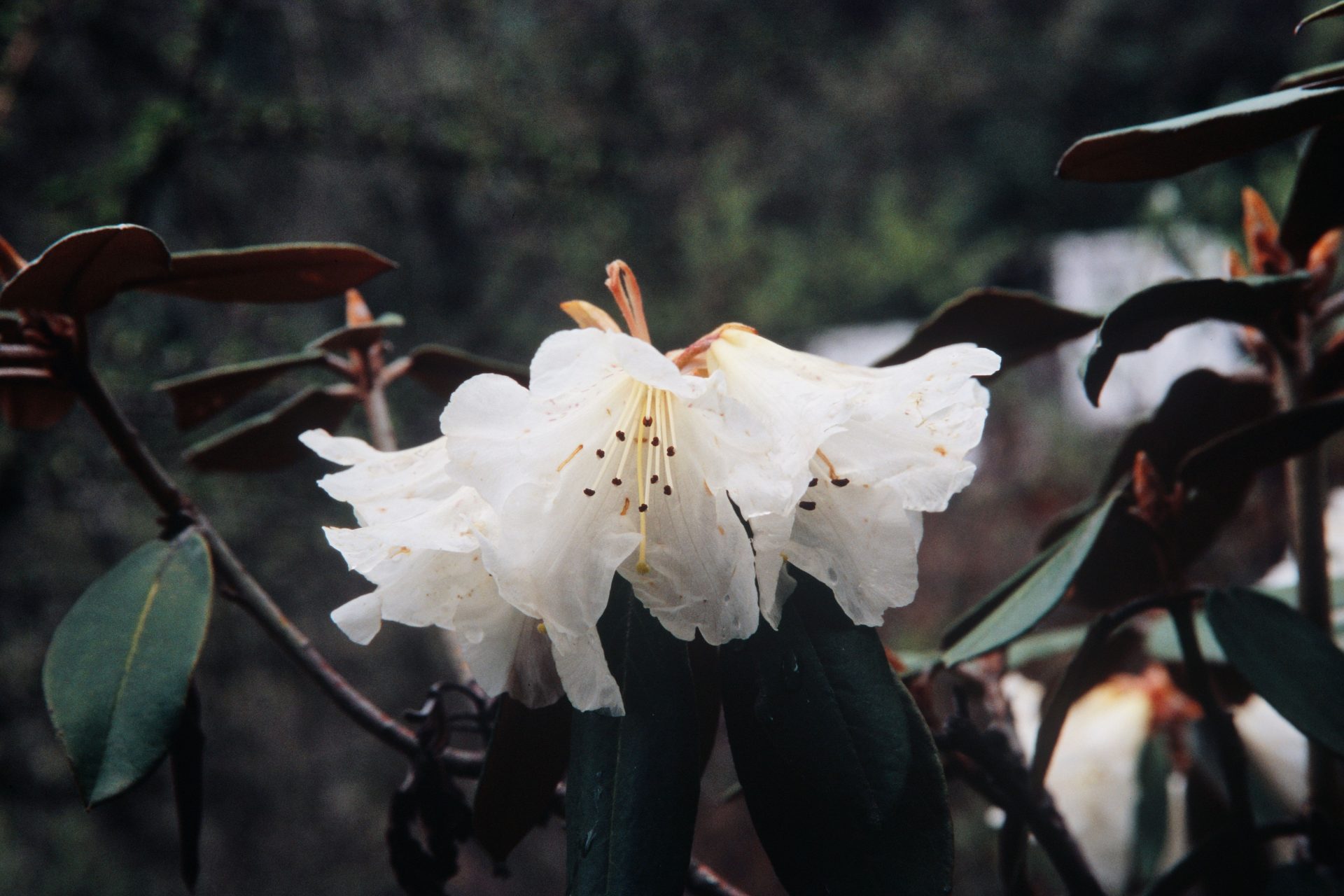 Rhododendron poluninii — Ericaceae