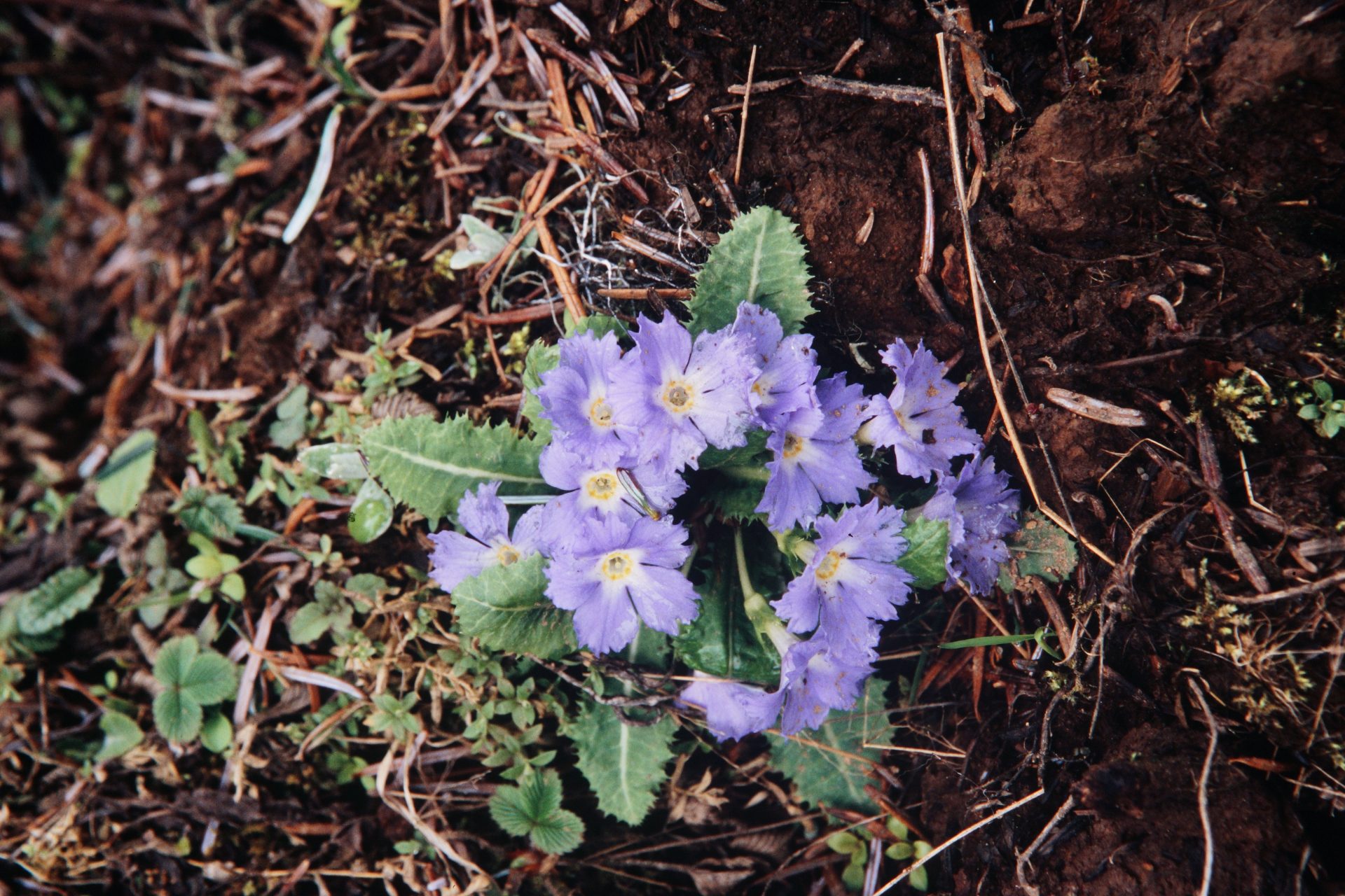 Primula whitei — Primulaceae