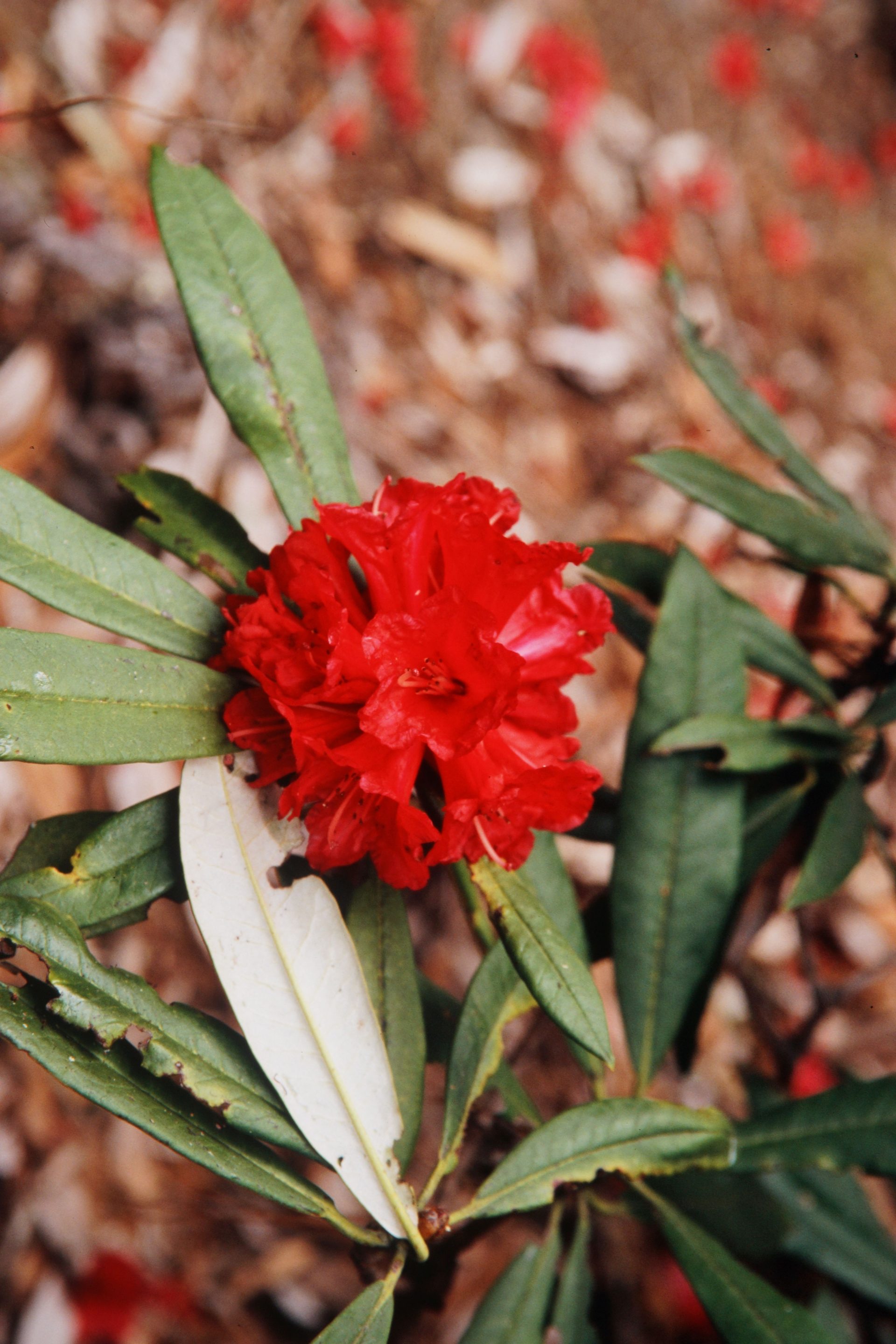 Rhododendron delavayi — Ericaceae