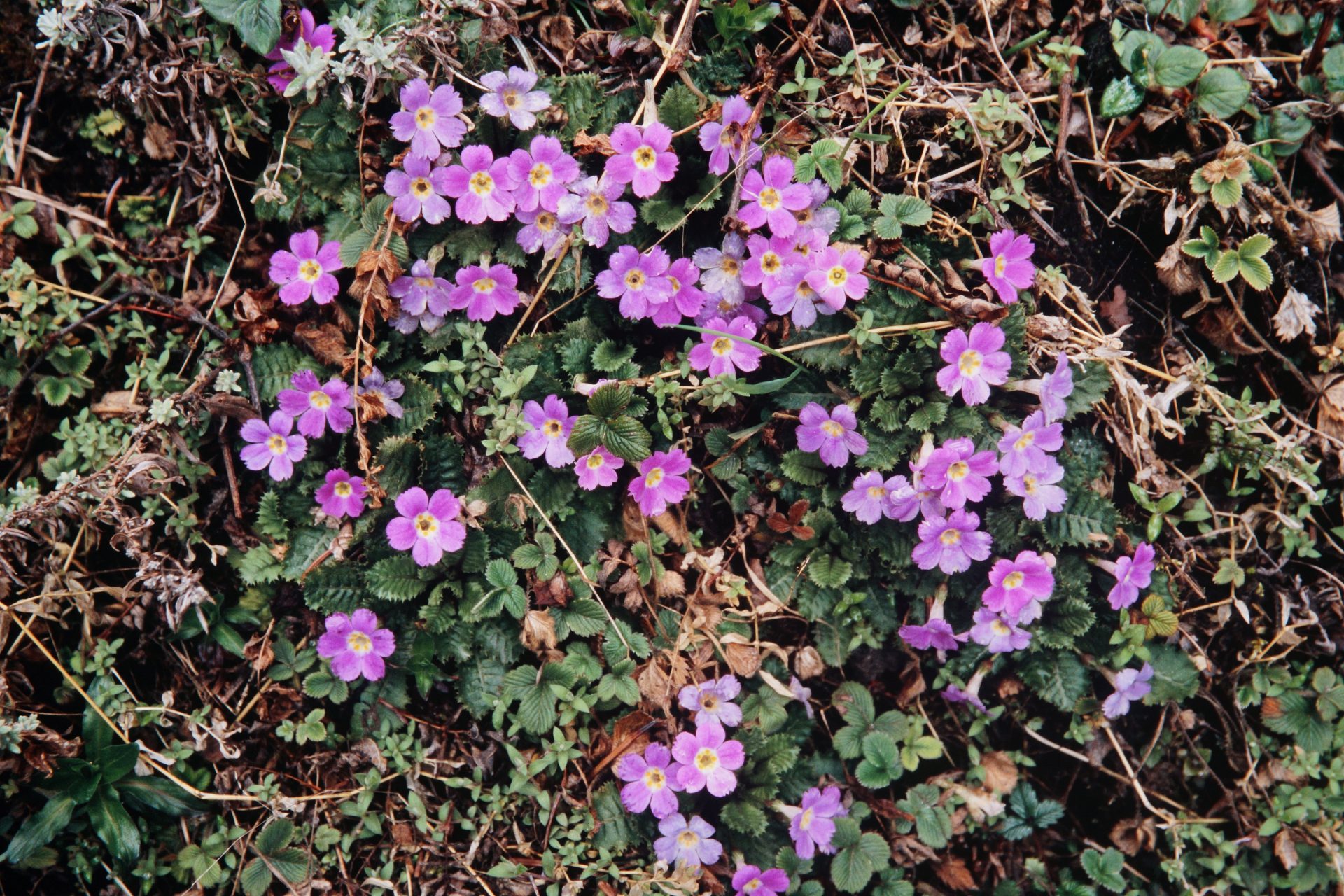 Primula gracilipes — Primulaceae