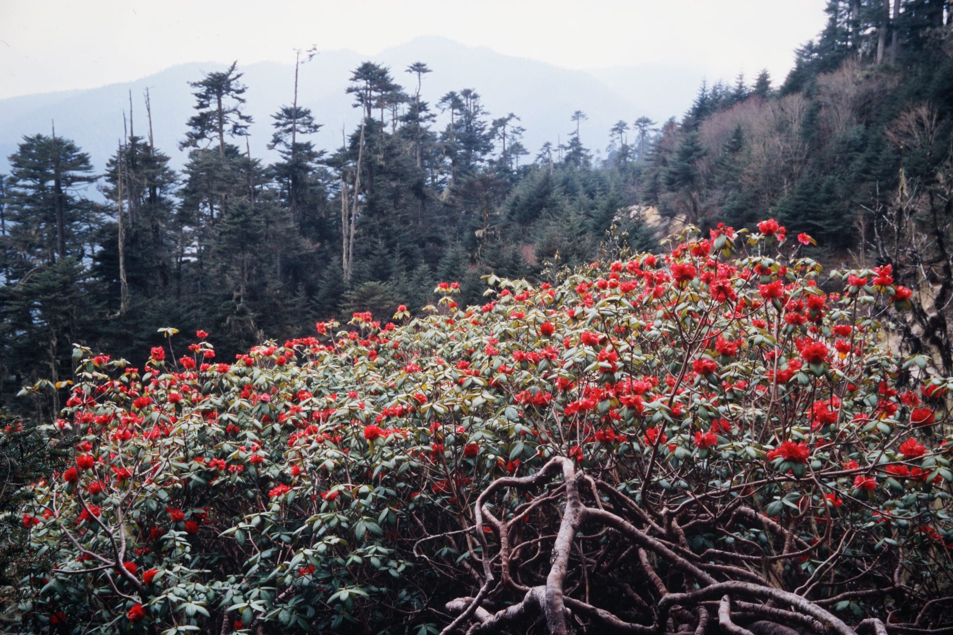 Rhododendron succothii — Ericaceae