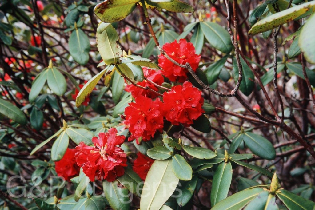 Bh2008 251 P397 1