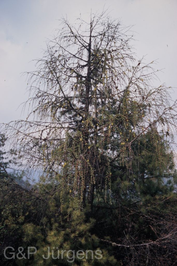 Bh2008 266 P418