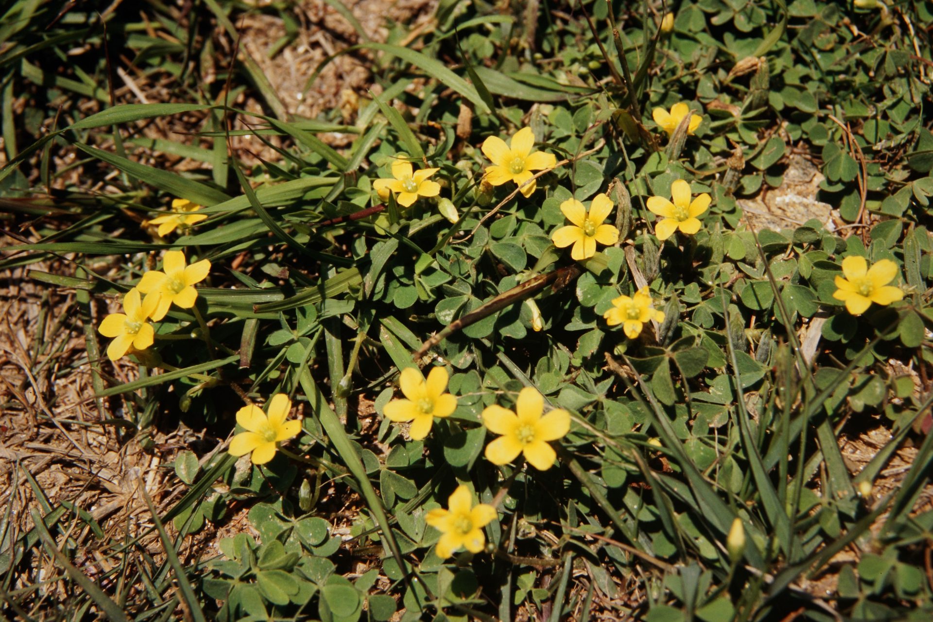 Oxalis griffithii — Oxalidaceae
