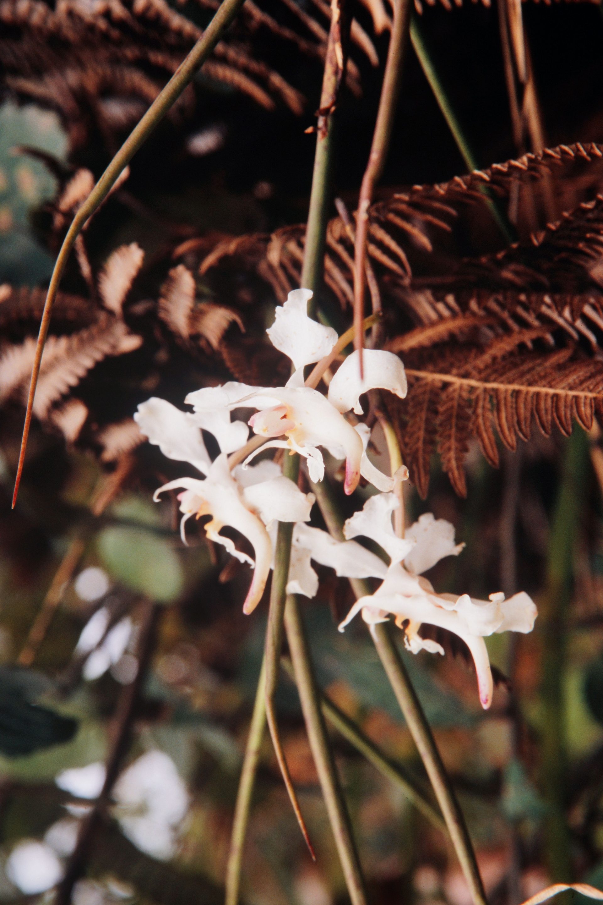 Papilionanthe vandarum — Orchideaceae
