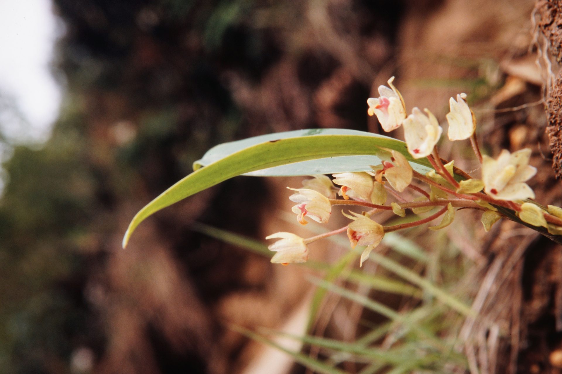 Pinalia amica — Orchideaceae