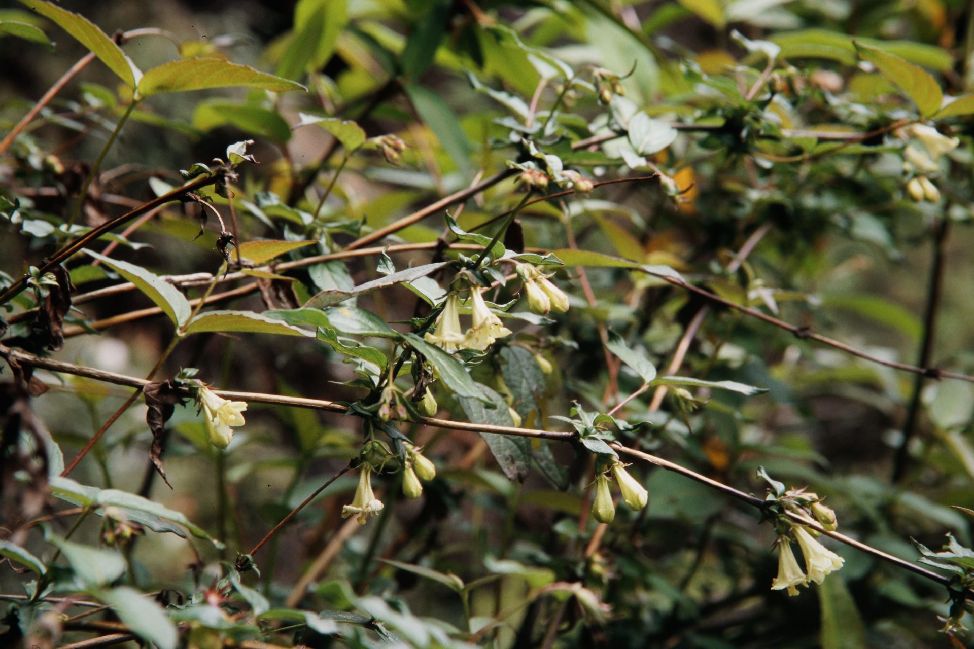 Leycesteria gracilis — Caprifoliaceae