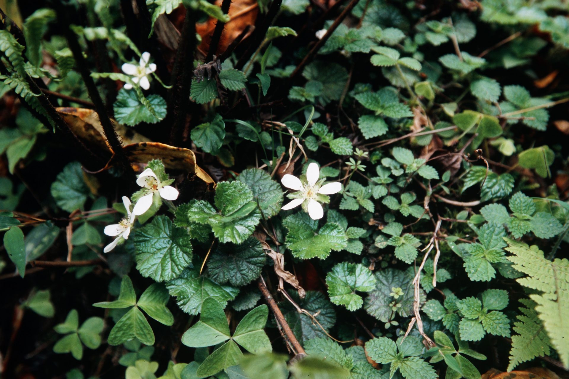 Rubus calycinus — Rosaceae