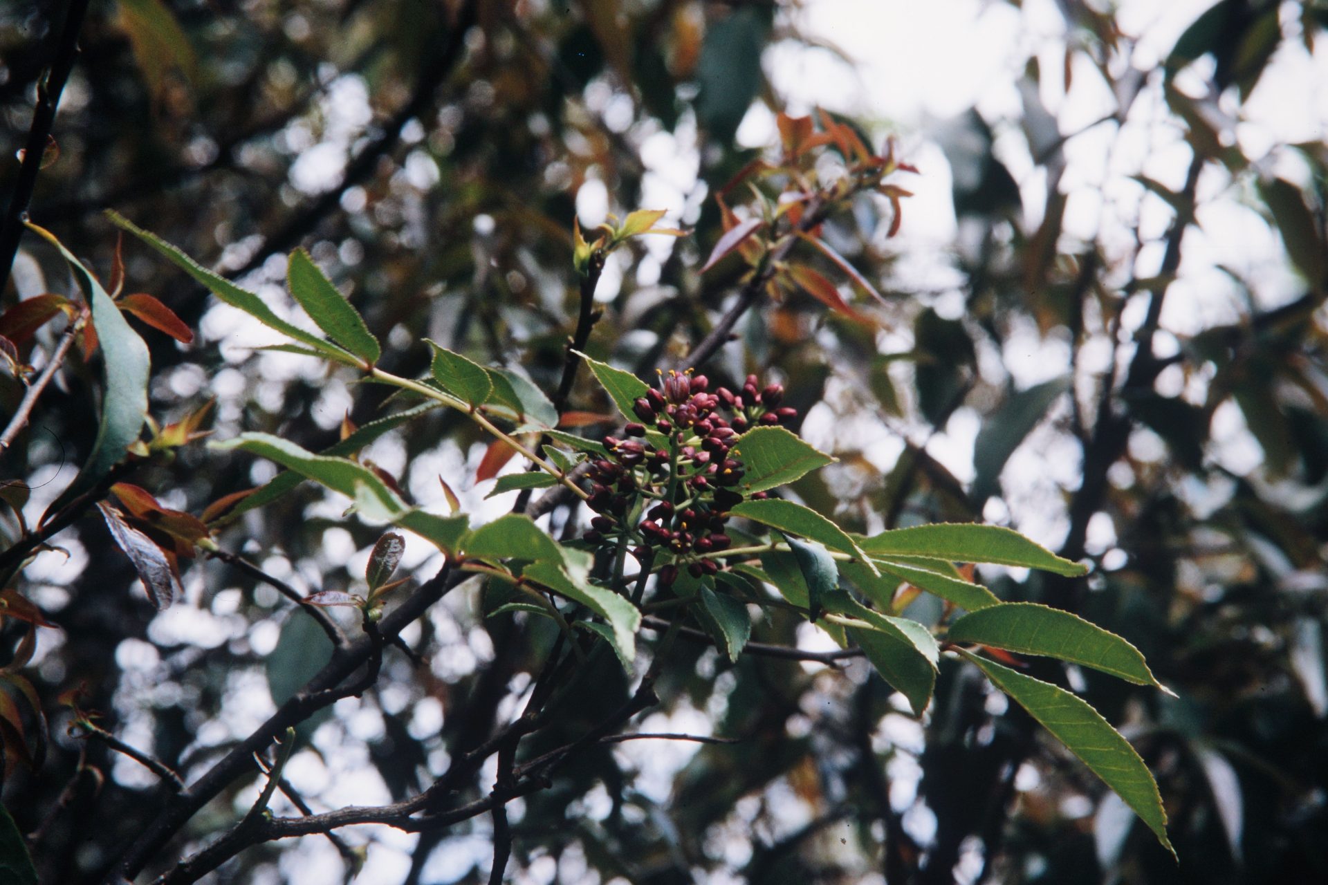 Aralia gigantea — Araliaceae