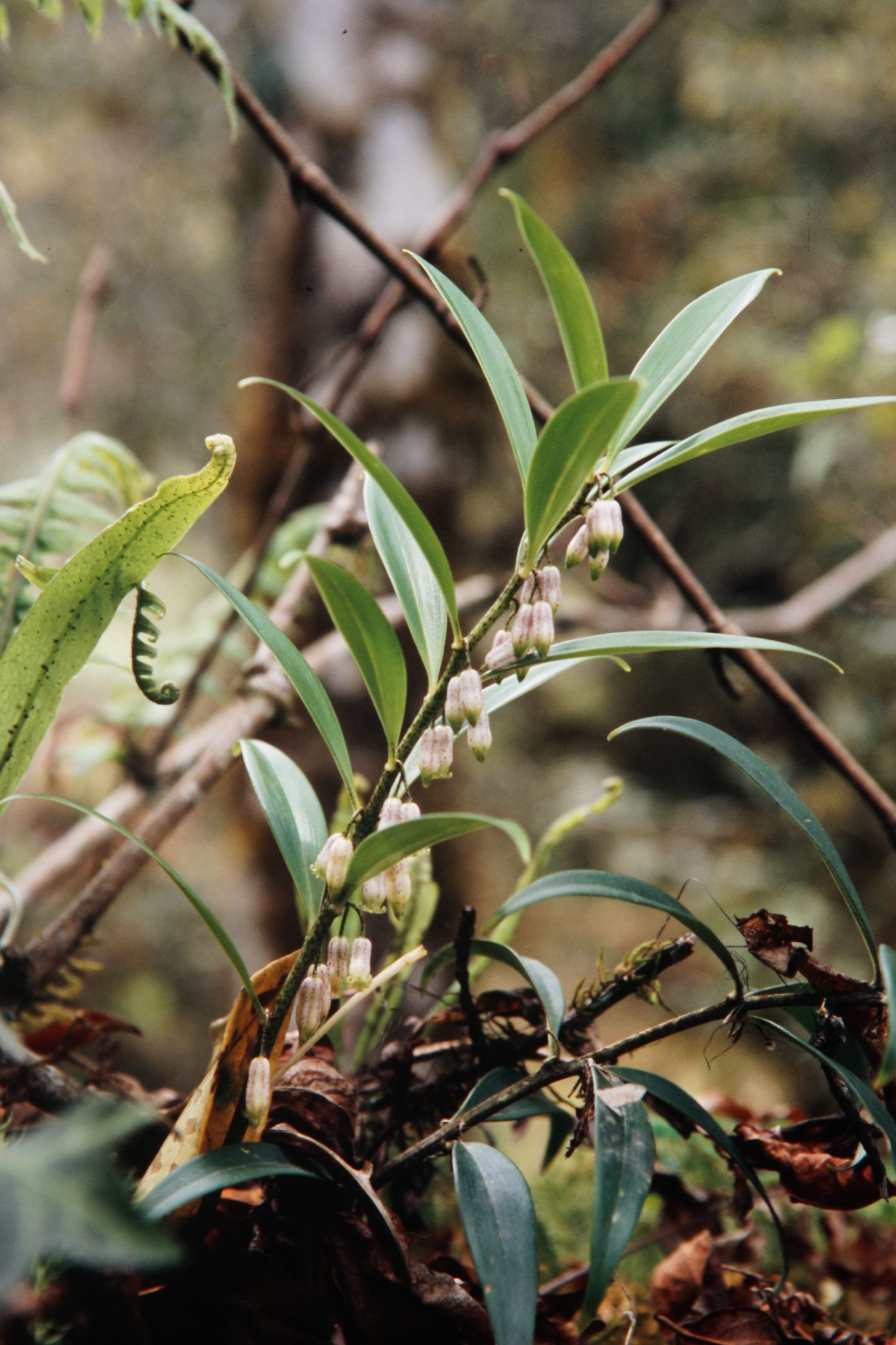 Polygonatum punctatum — Asparagaceae