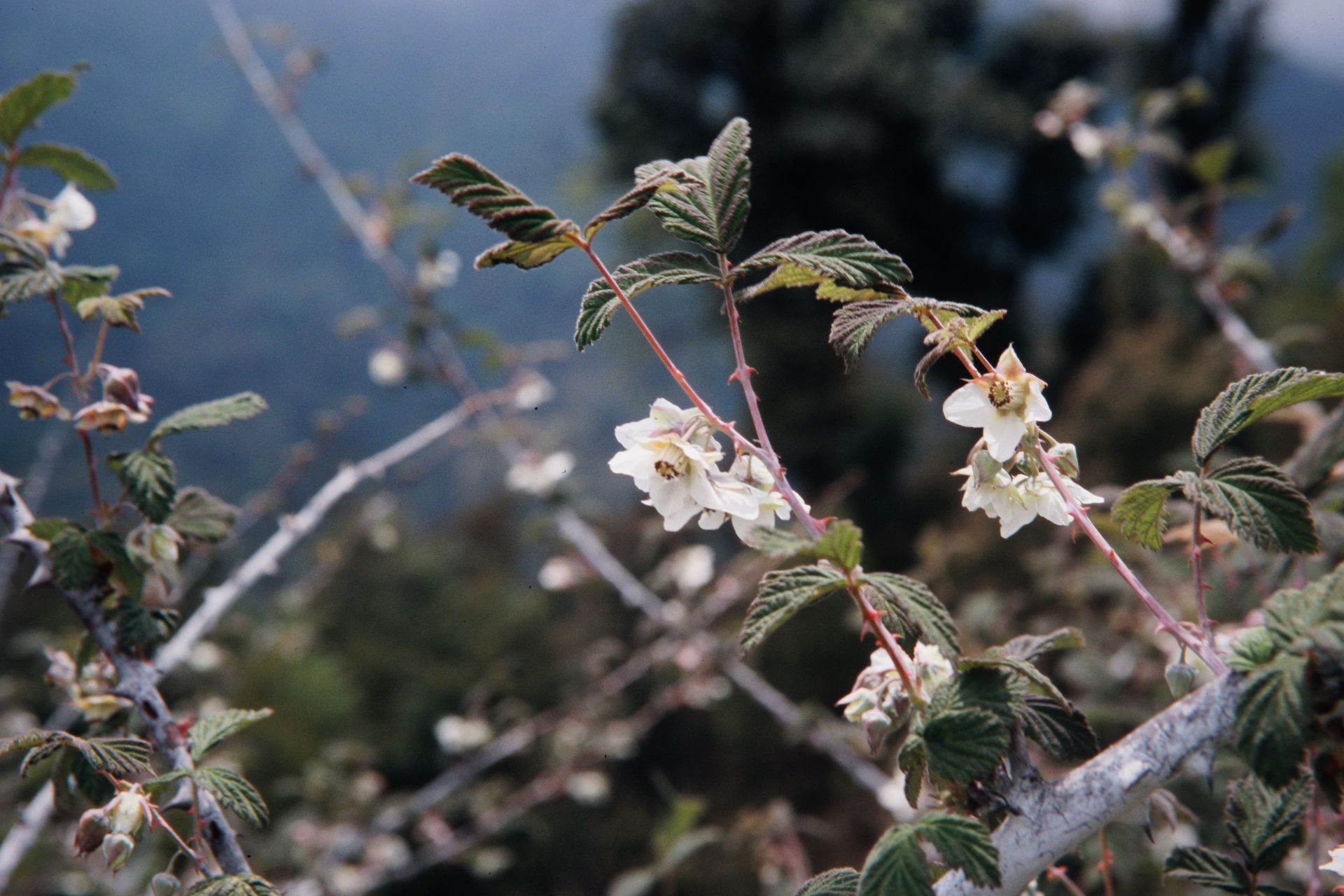 Rubus biflorus — Rosaceae