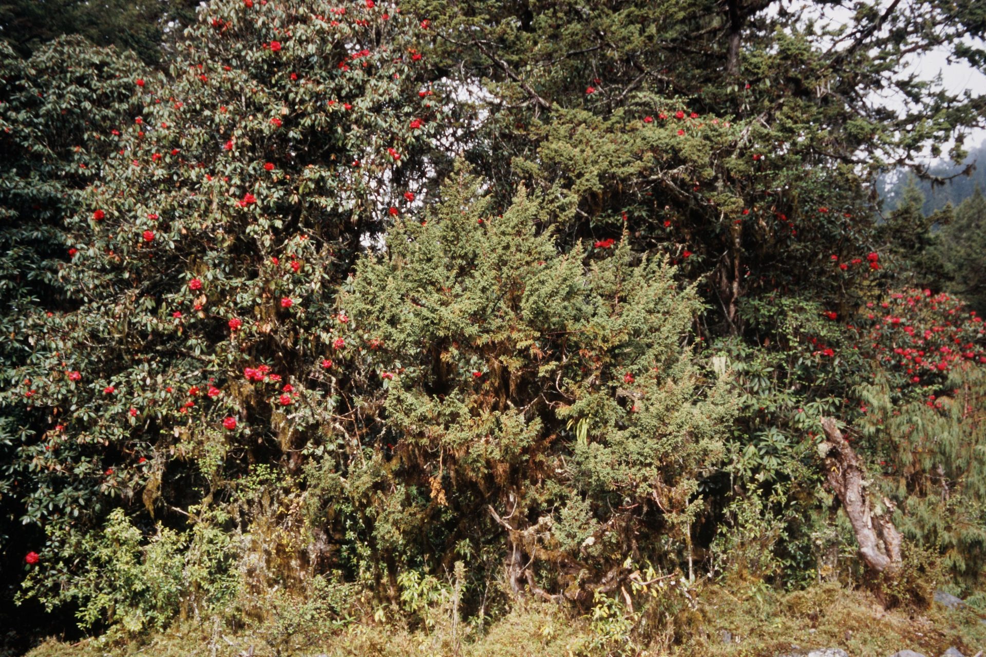 Juniperus rigida — Cupressaceae