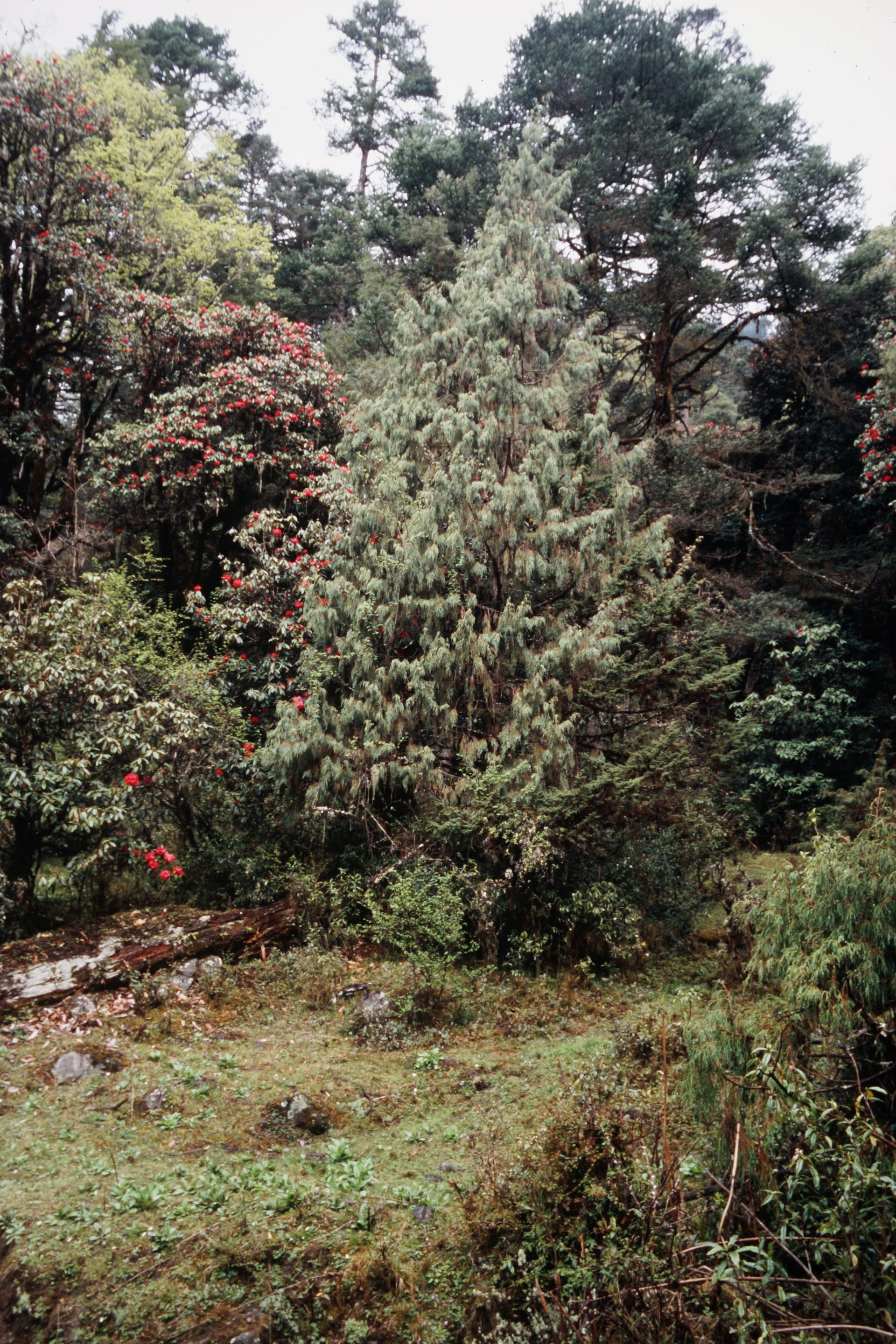 Juniperus recurva — Cupressaceae