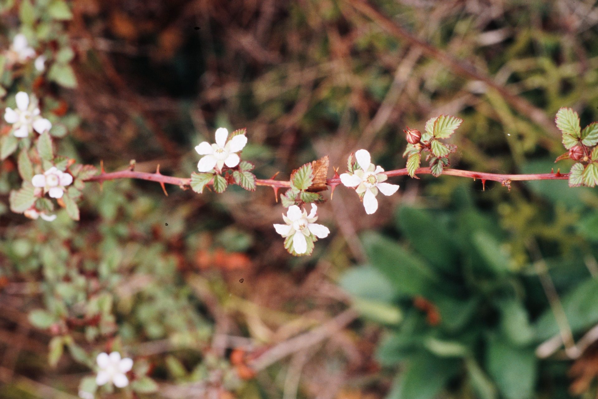 Rubus macilentus — Rosaceae