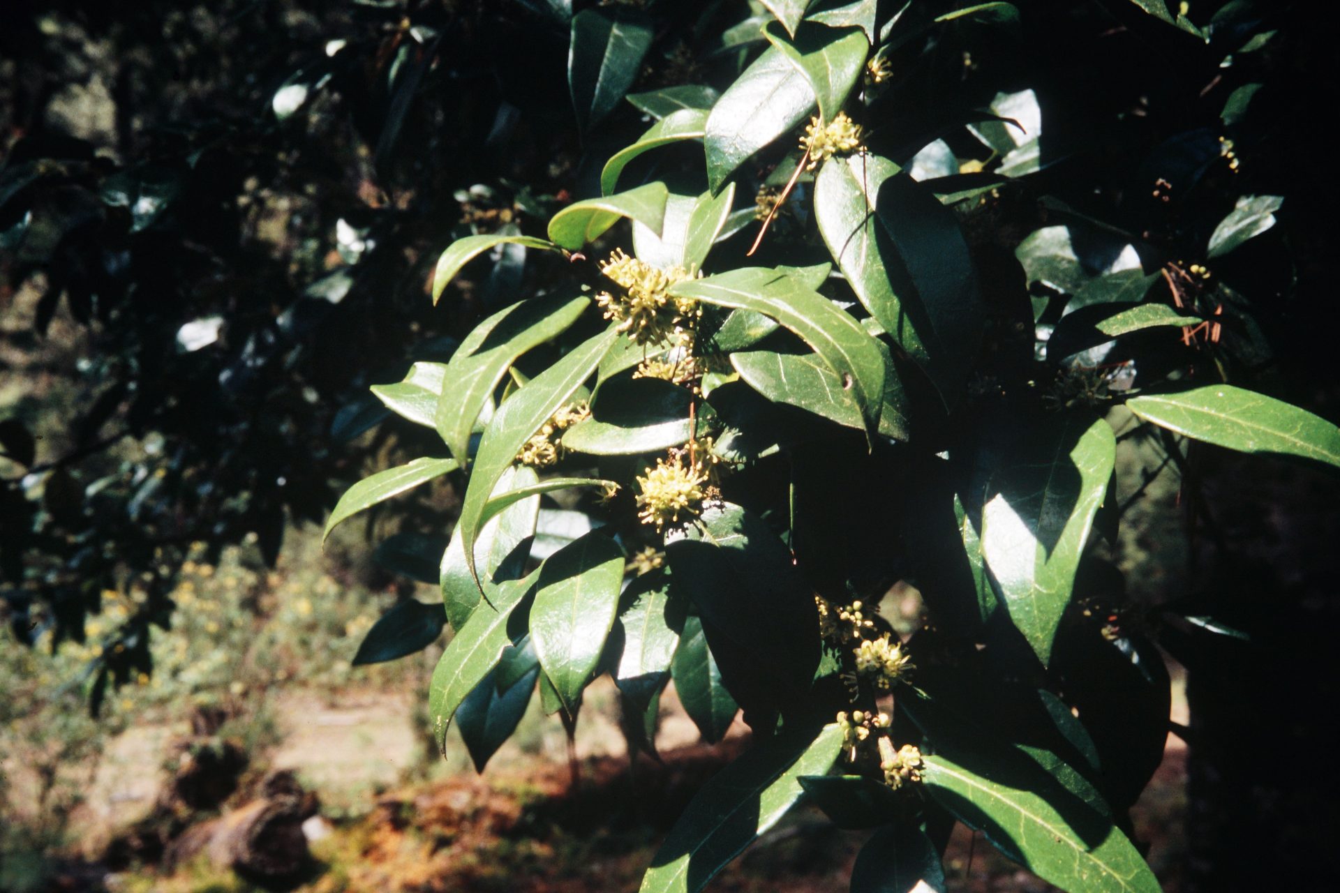 Ilex dipyrena — Aquifoliaceae