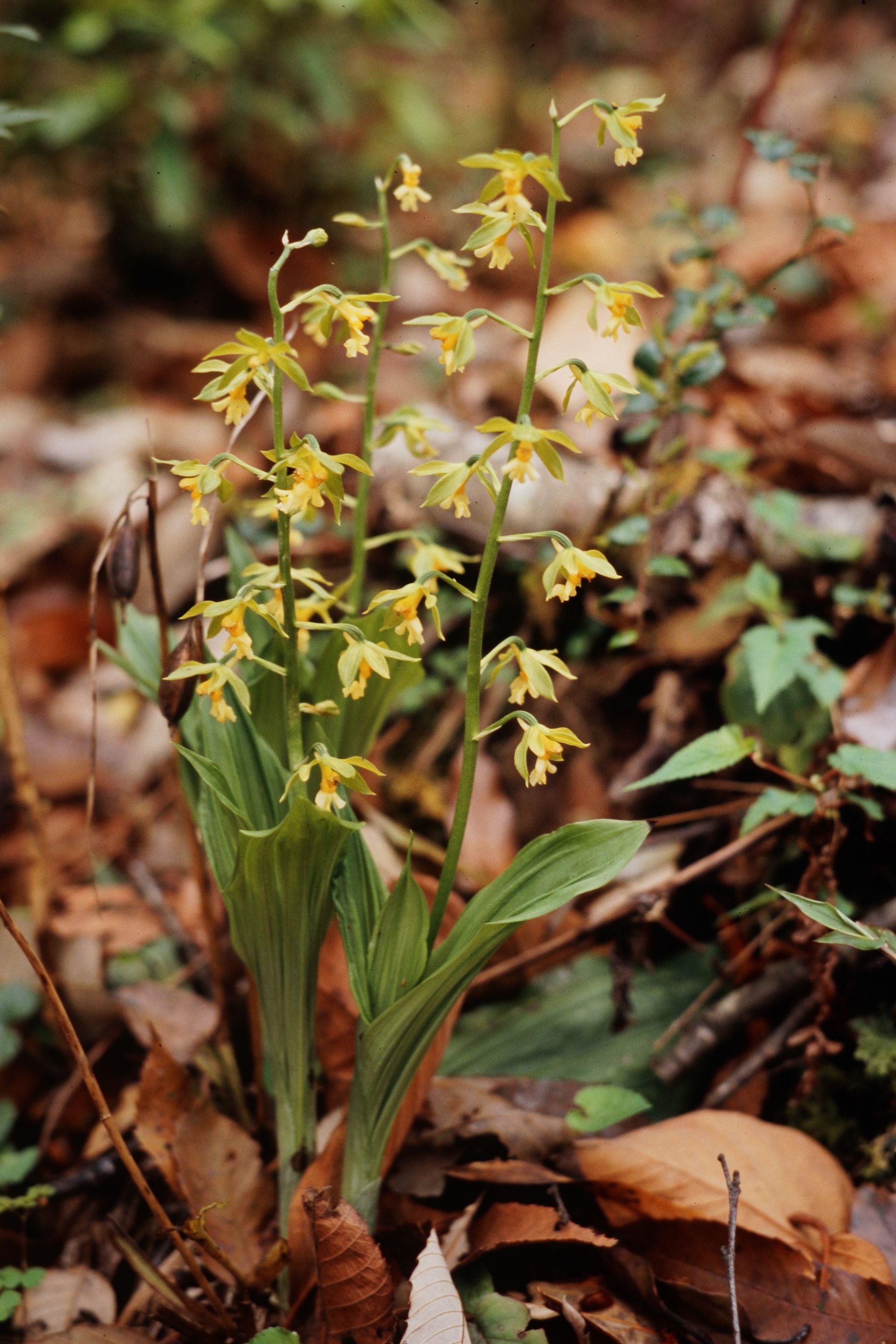 Calanthe griffithii — Orchideaceae