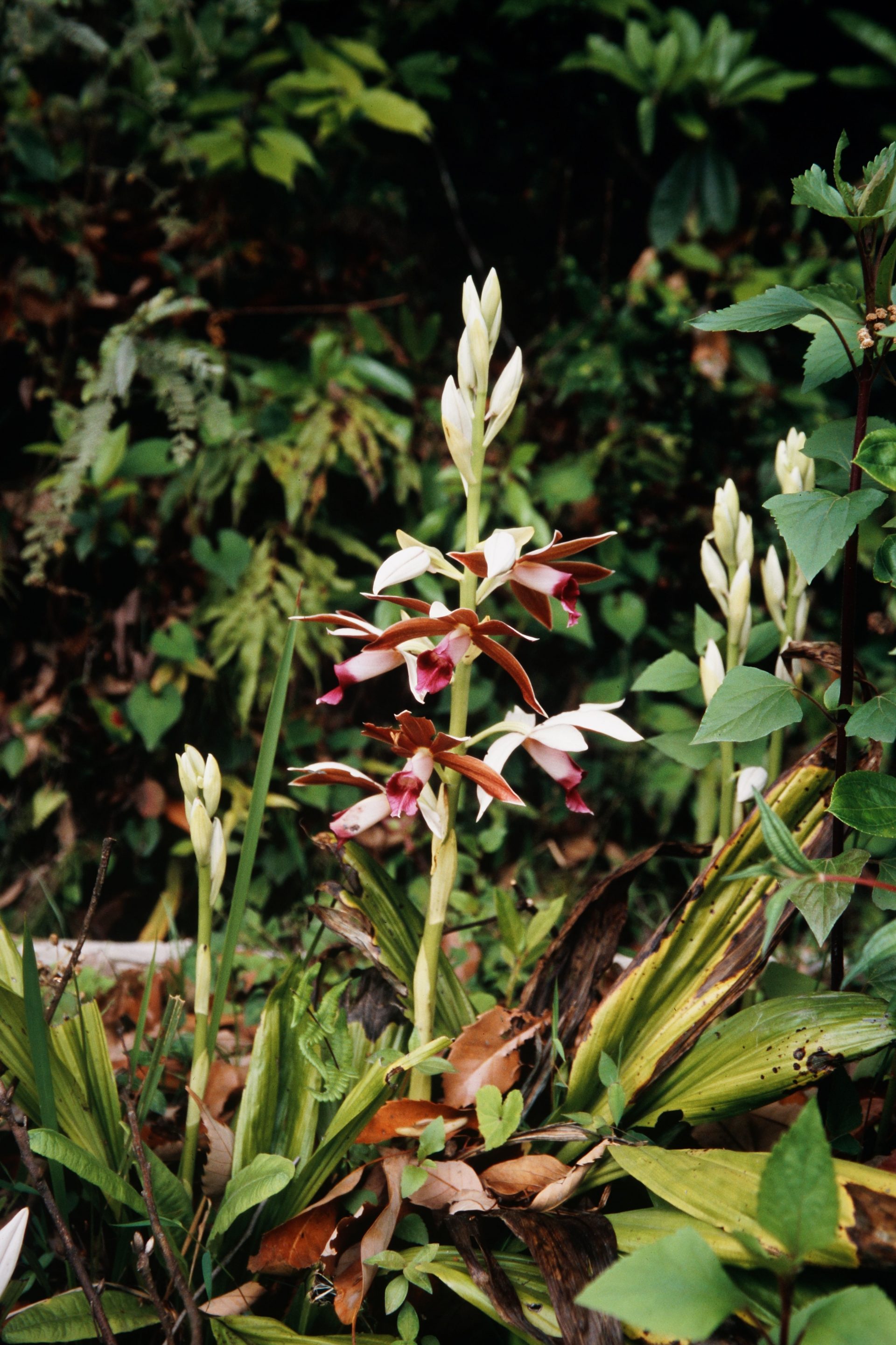 Phaius tankervilleae — Orchideaceae