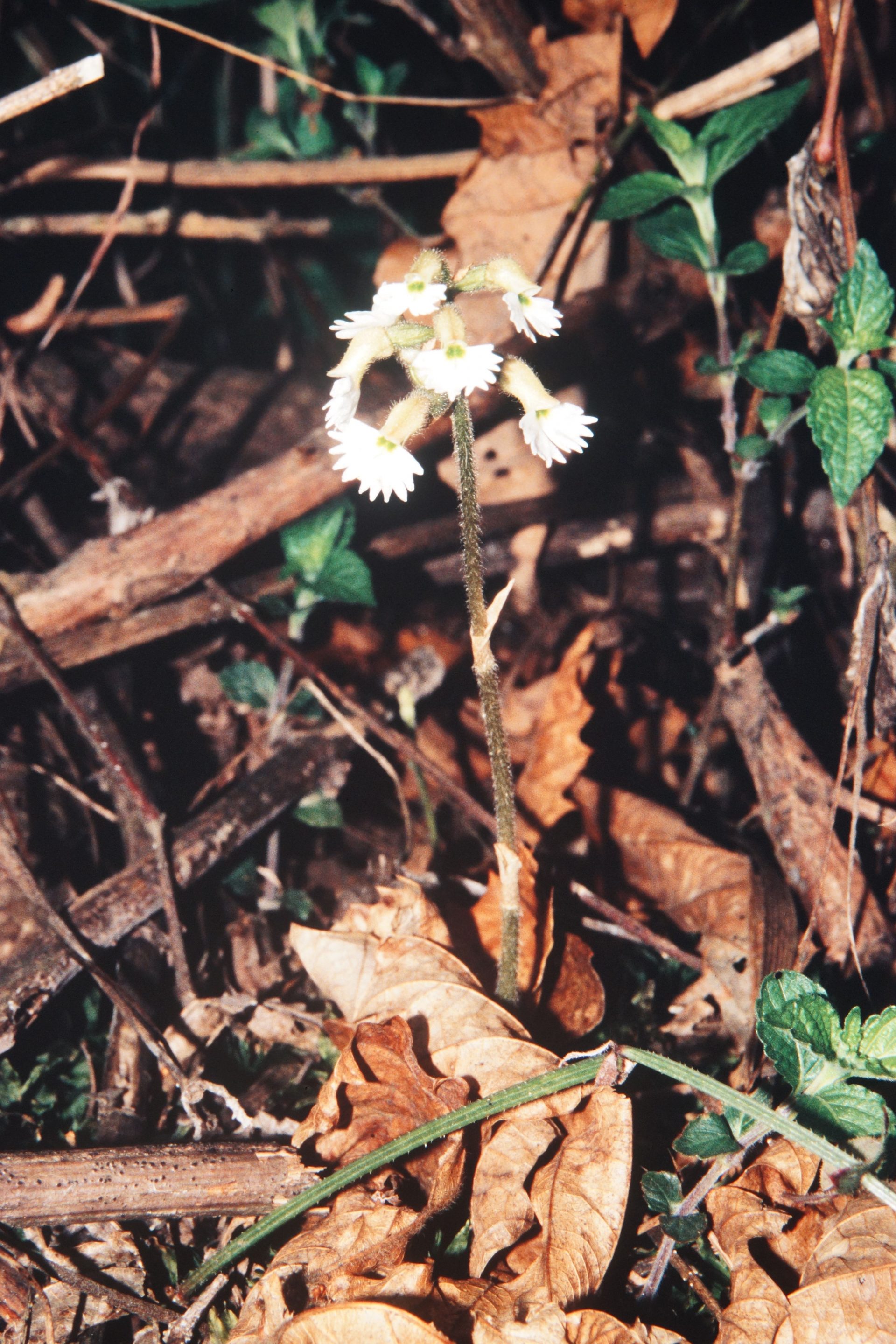 Cheirostylis yunnanensis — Orchideaceae