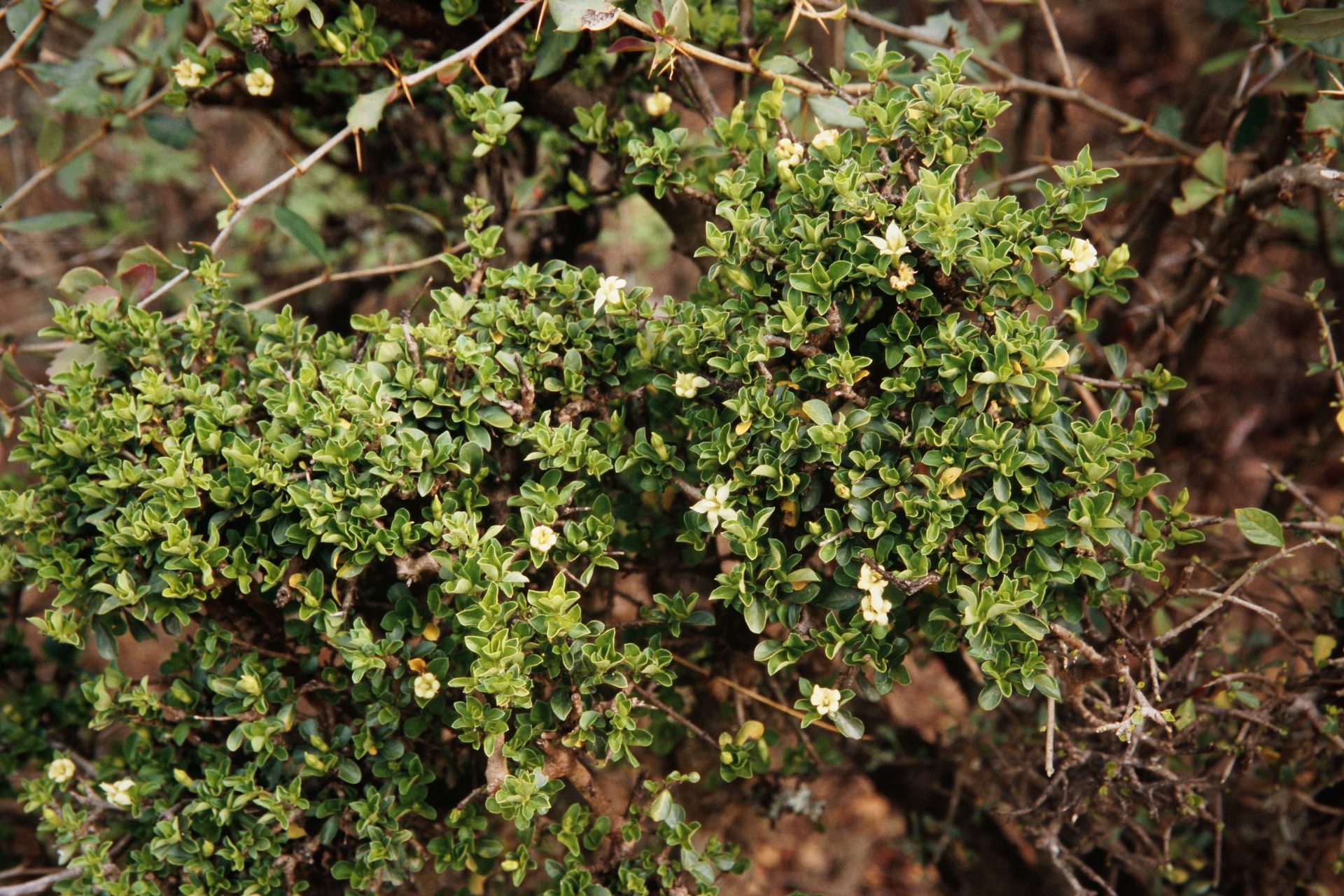 Himalrandia tetrasperma — Rubiaceae