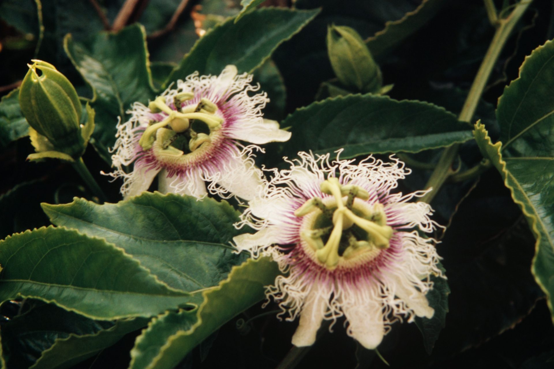 Passiflora edulis — Passifloraceae