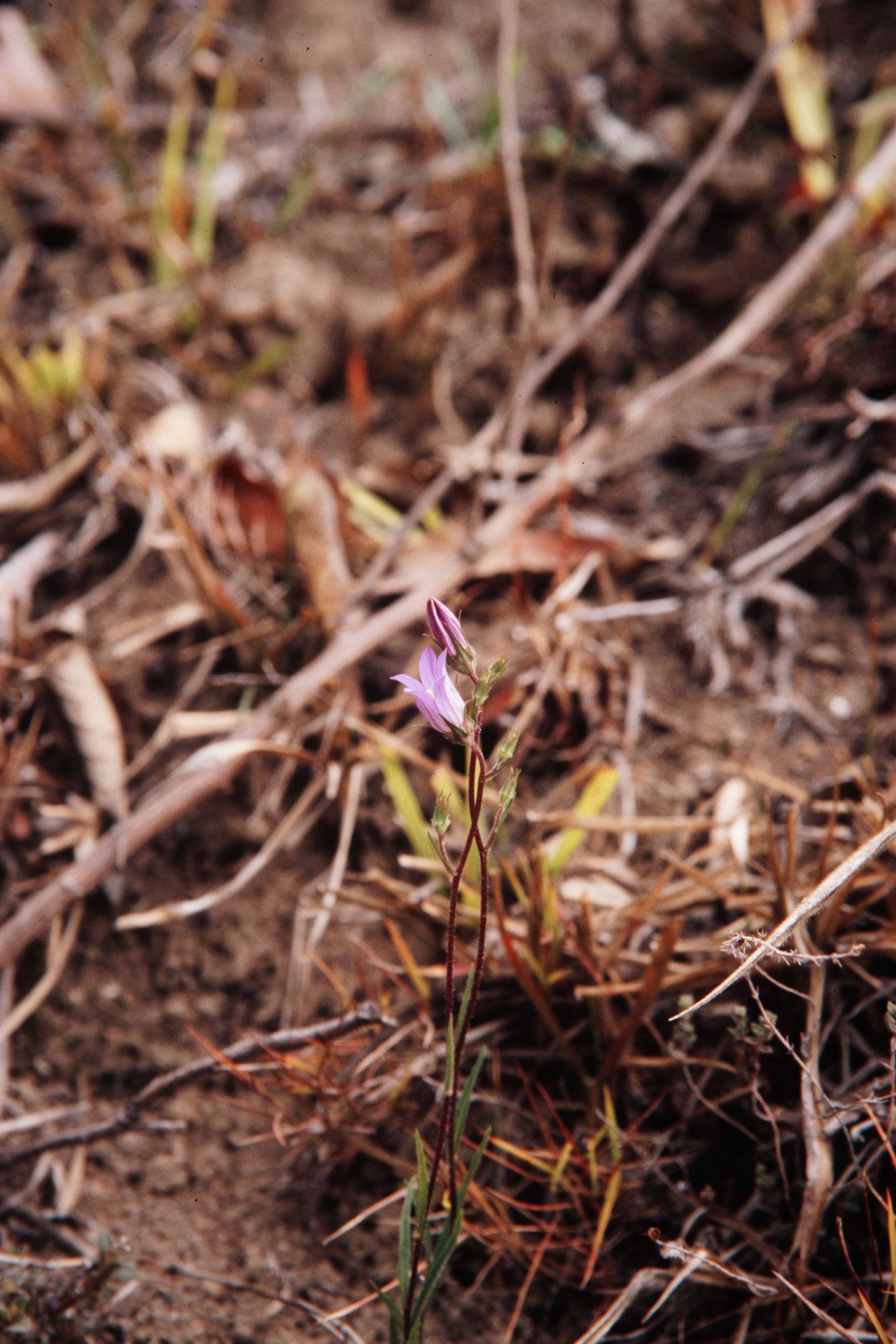 Campanula sylvatica — Campanulaceae