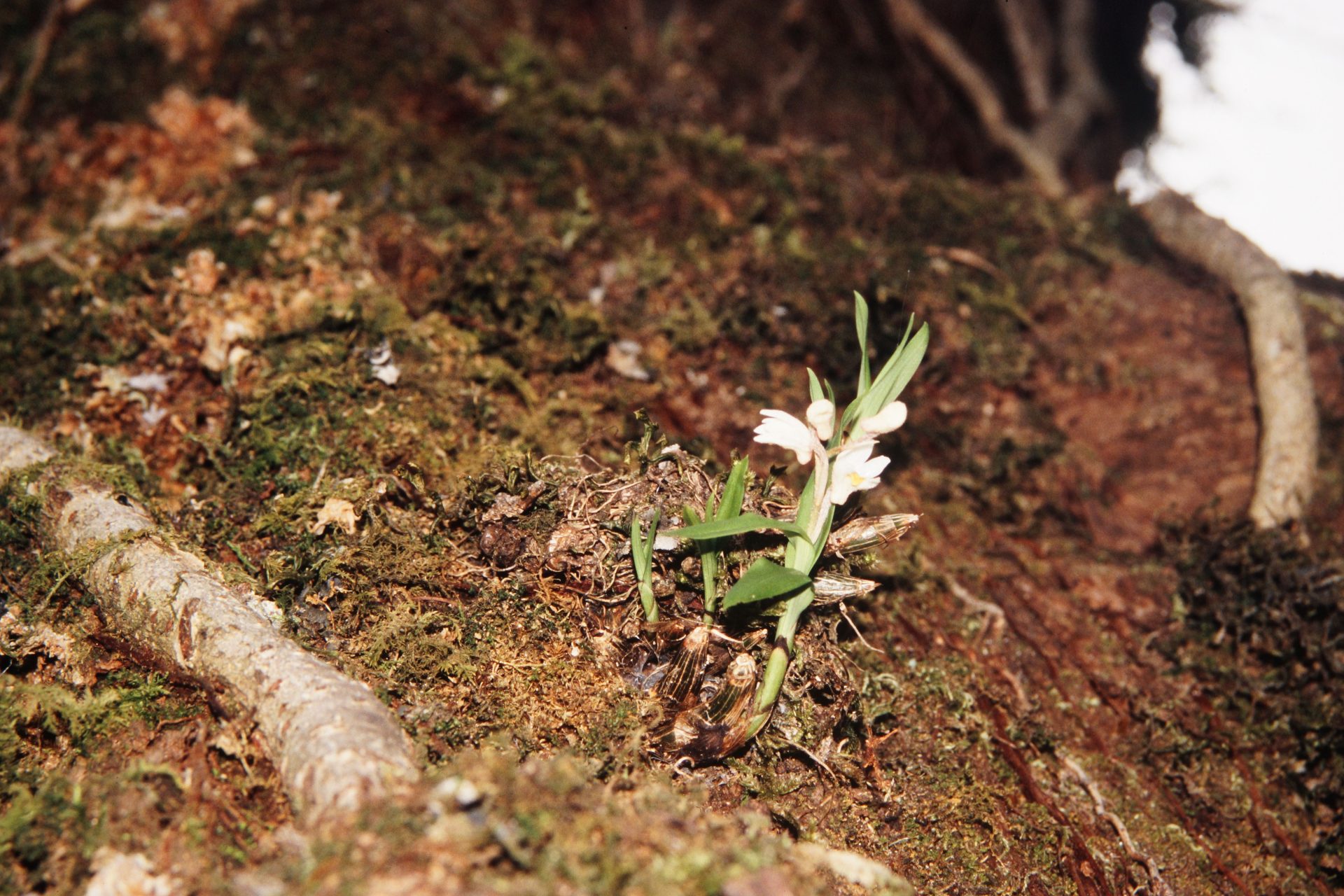 Bryobium eriaeoides — Orchideaceae