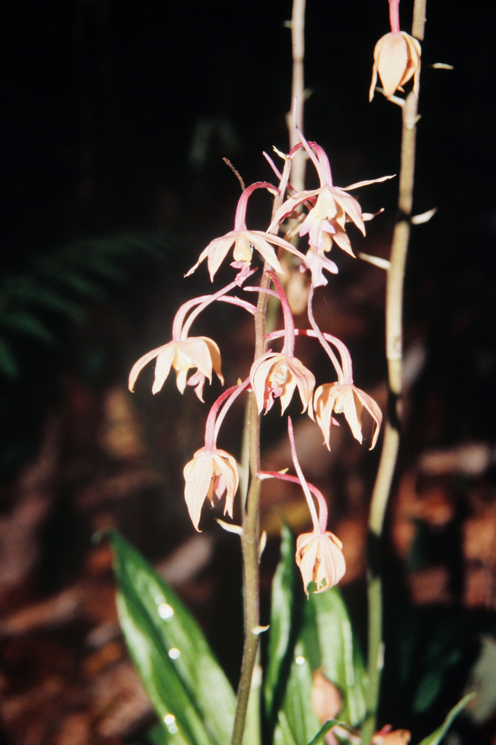 Calanthe plantaginea — Orchideaceae